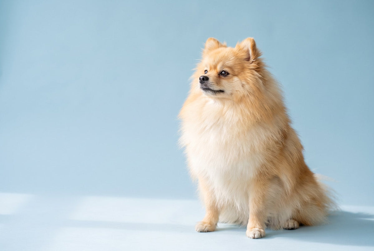 Pomerania crema sentado de perfil, con su gorguera abundante