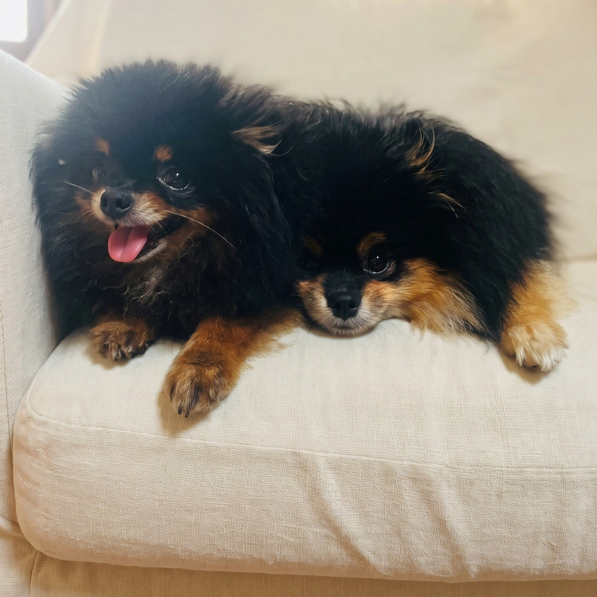 Oswald et Yumi, deux Loulous de Poméranie noir et feu
