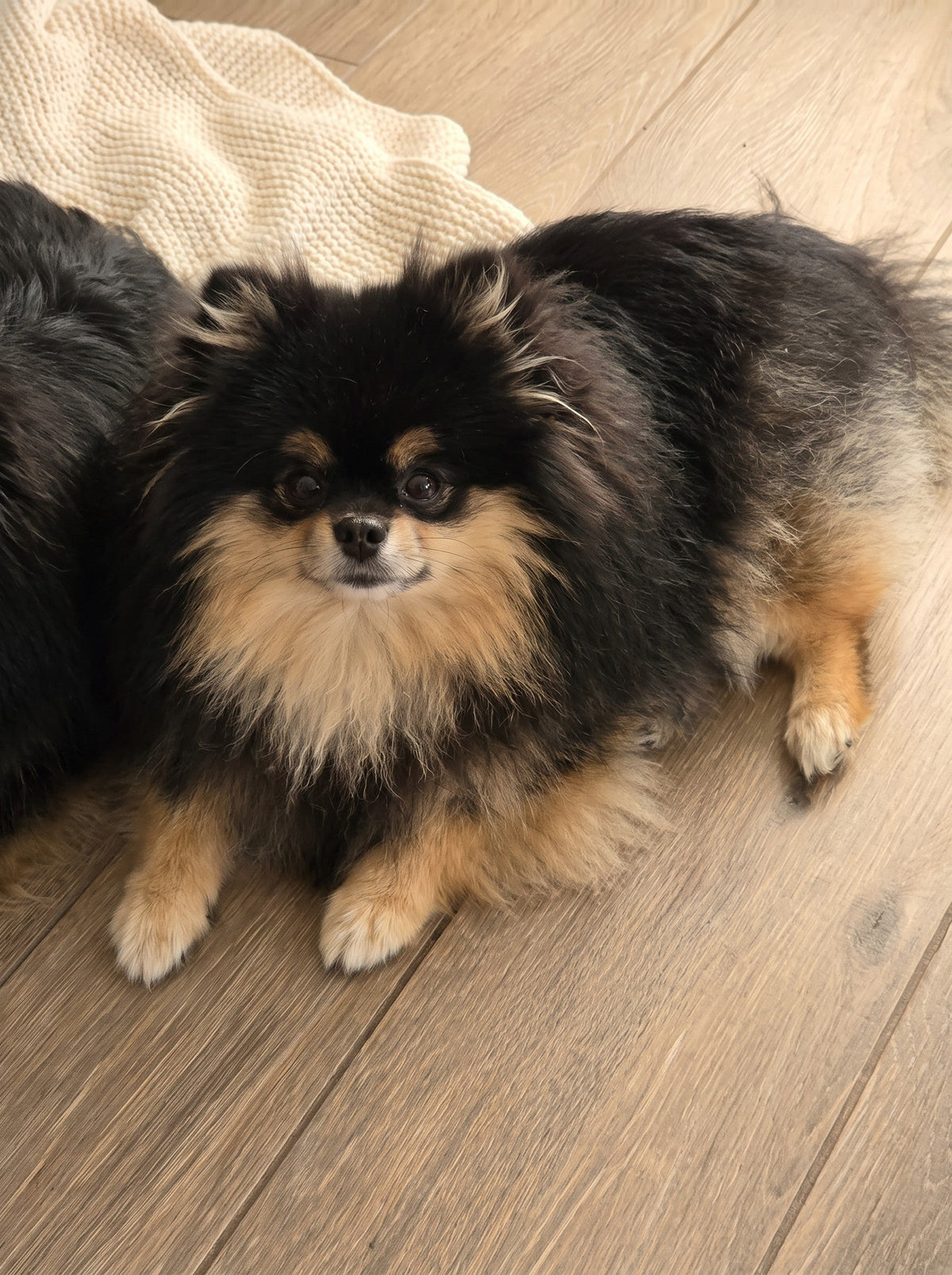 Oswald, Loulou de Poméranie noir et feu