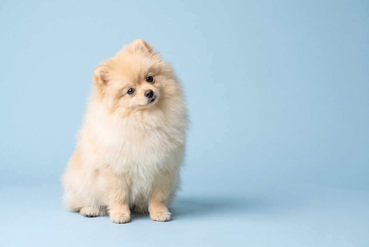 Cucciolo di Volpino di Pomerania crema con il pelo da cucciolo