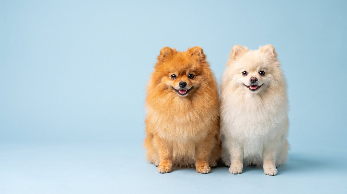 Two Pomeranians, orange and cream, with well-brushed coats
