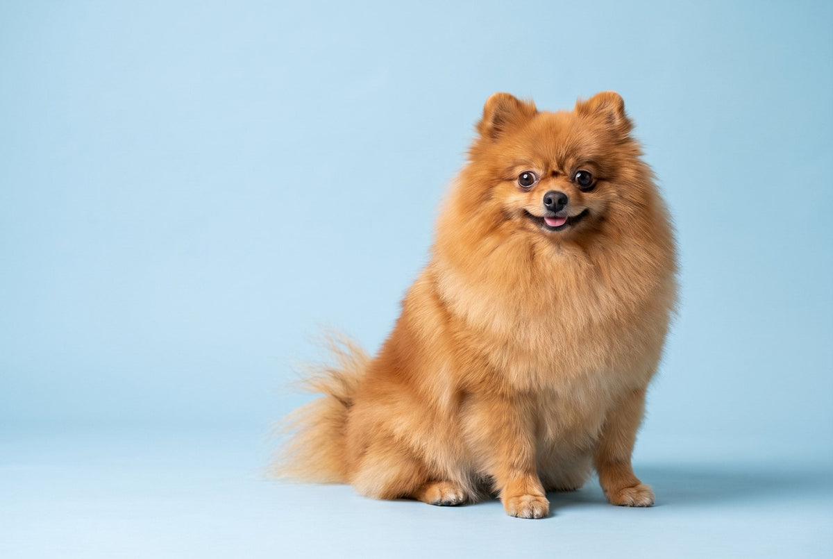 Volpino di Pomerania arancio dal doppio mantello naturale