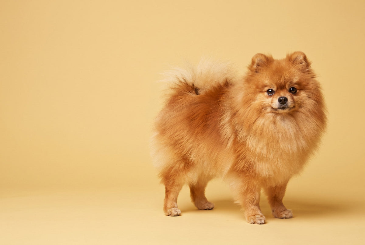 Orange sable Pomeranian with a natural coat and plumed tail