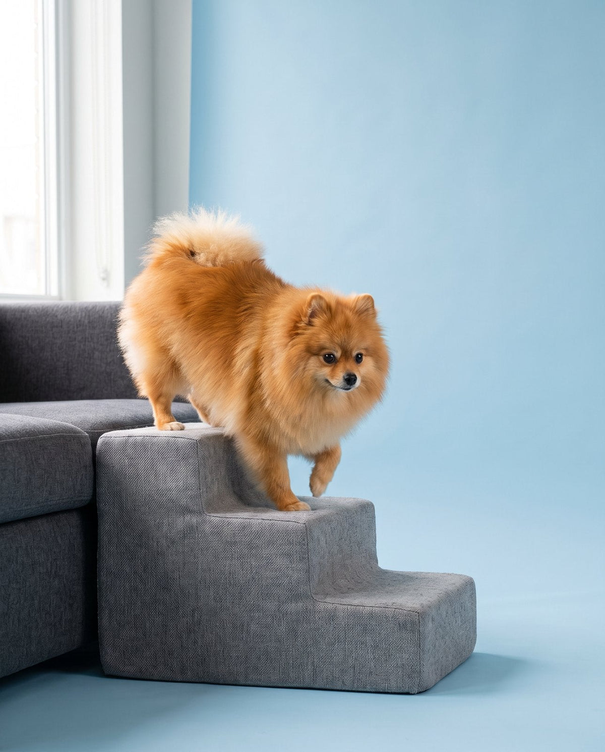 Pomerania bajando una pequeña escalera de espuma junto a un sofá
